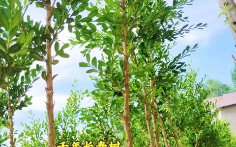 院子里种黄杨树有什么讲究？