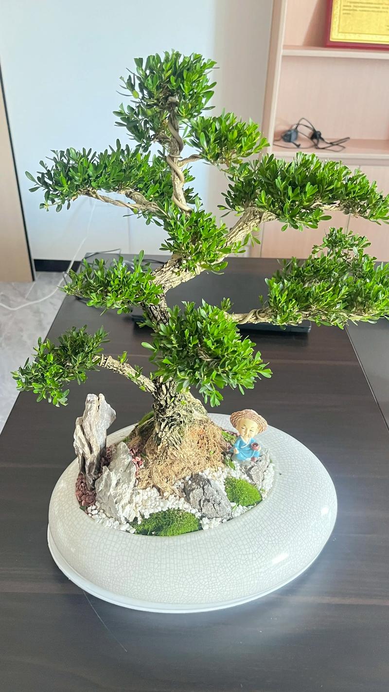院子里种黄杨树有什么讲究? 常见风险与应对措施