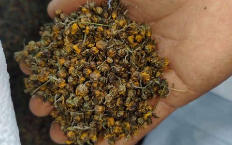 菊花的价格多少钱一斤？2026年干菊花行情参考区间与选购指南