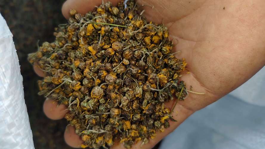菊花的价格多少钱一斤?2026年干菊花行情参考区间与选购指南 价格快速参考