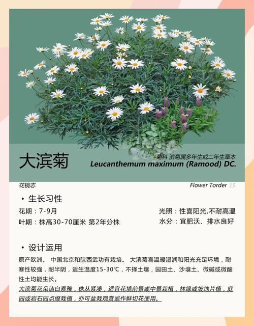 菊花的价格多少钱一斤?2026年干菊花行情参考区间与选购指南 咨询指南