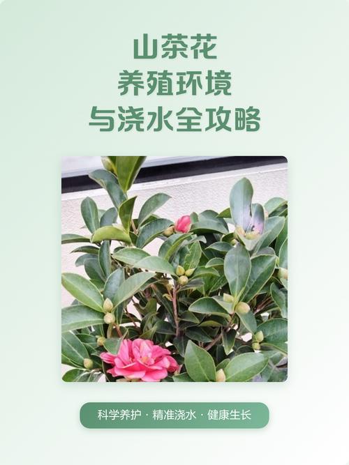山茶花栽培全攻略:花色花期、浇水施肥与盆栽地栽选择 常见误区与纠正