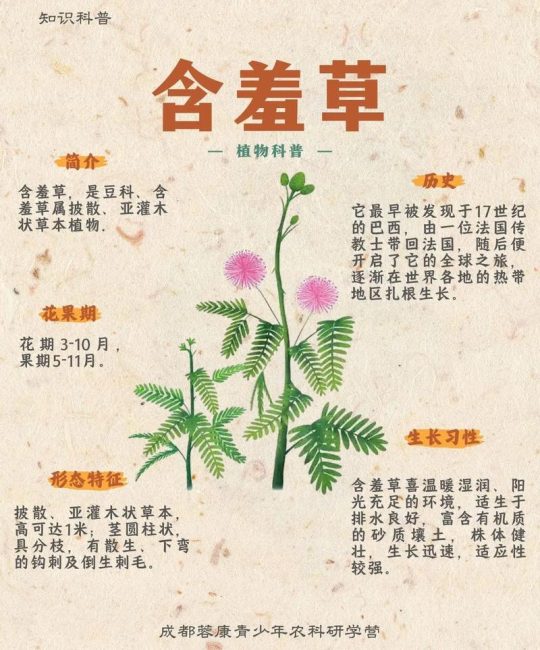 含羞草四季常青吗？详解含羞草的生长习性与南北养护指南