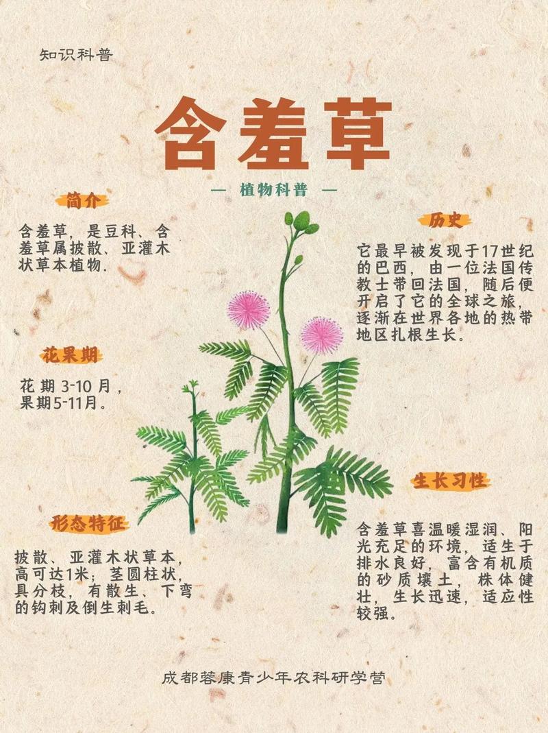 含羞草四季常青吗?详解含羞草的生长习性与南北养护指南 引言