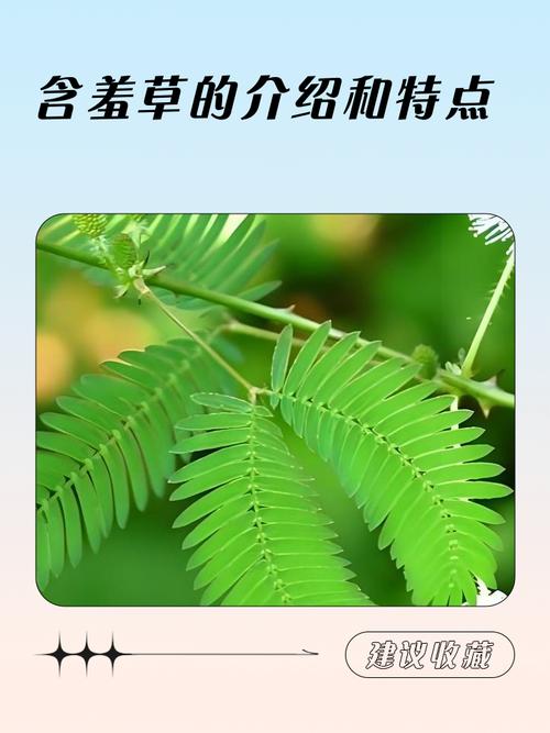 含羞草四季常青吗?详解含羞草的生长习性与南北养护指南 二、耐寒 / 耐热指标(量化数据)