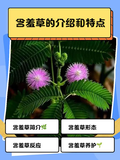 含羞草四季常青吗?详解含羞草的生长习性与南北养护指南 三、光照与水分需求