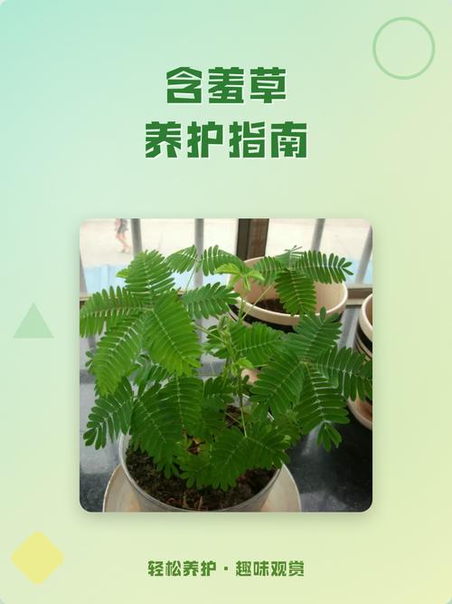 含羞草四季常青吗?详解含羞草的生长习性与南北养护指南 四、土壤要求与改良