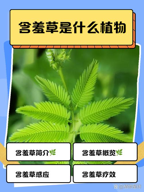 含羞草四季常青吗?详解含羞草的生长习性与南北养护指南 六、南北种植差异化建议