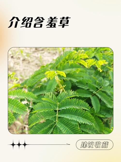 含羞草四季常青吗?详解含羞草的生长习性与南北养护指南 七、总结