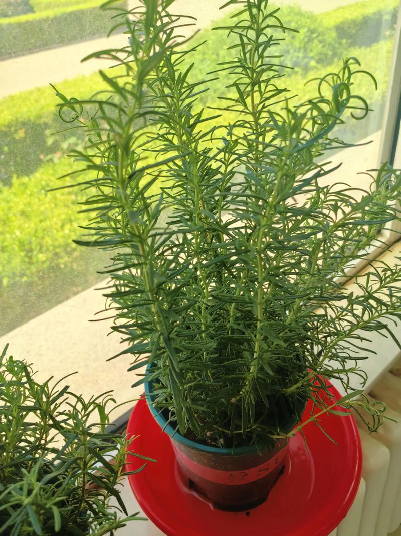 迷迭香有多少种?揭秘常见品种与园艺选择指南 二、按花色与香气细分