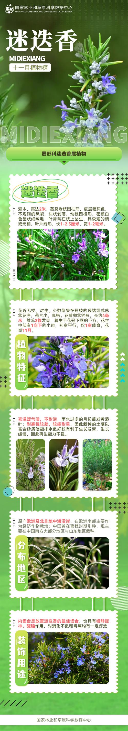 迷迭香有多少种?揭秘常见品种与园艺选择指南 四、如何选择适合你的迷迭香?