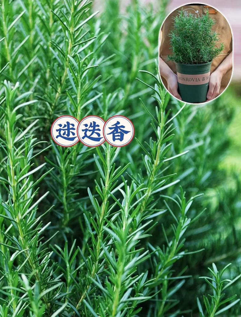 迷迭香有多少种?揭秘常见品种与园艺选择指南 五、养护小贴士(通用)
