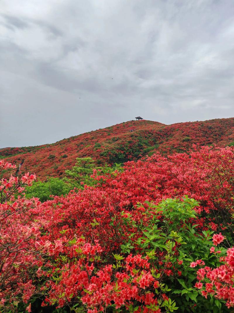 杜鹃花就是映山红吗? 结语