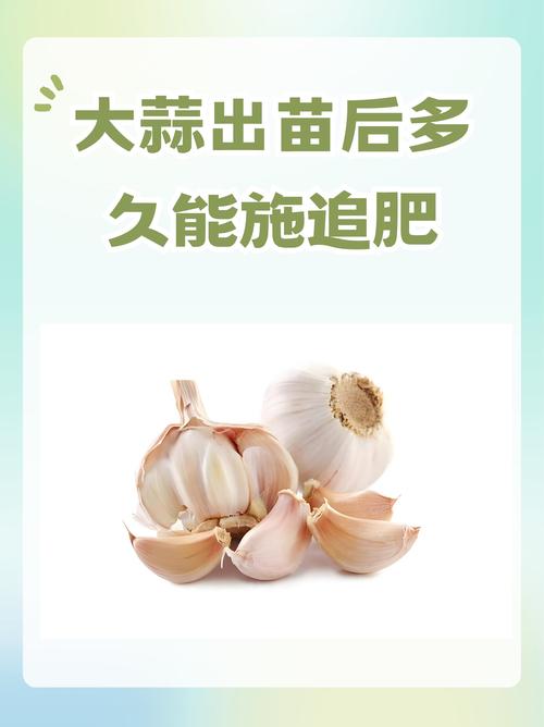 祘苗施什么肥好?让蒜苗长得壮、产量高的施肥全攻略 一、祘苗的需肥特点