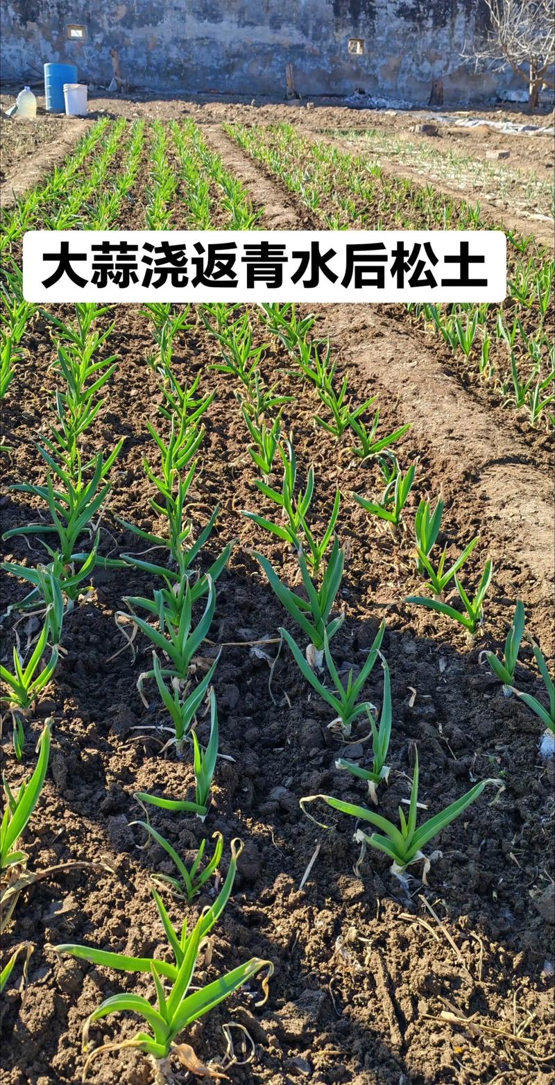 祘苗施什么肥好?让蒜苗长得壮、产量高的施肥全攻略 五、常见施肥误区