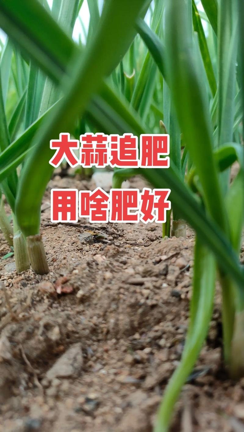 祘苗施什么肥好?让蒜苗长得壮、产量高的施肥全攻略 四、不同肥料品种的选用建议