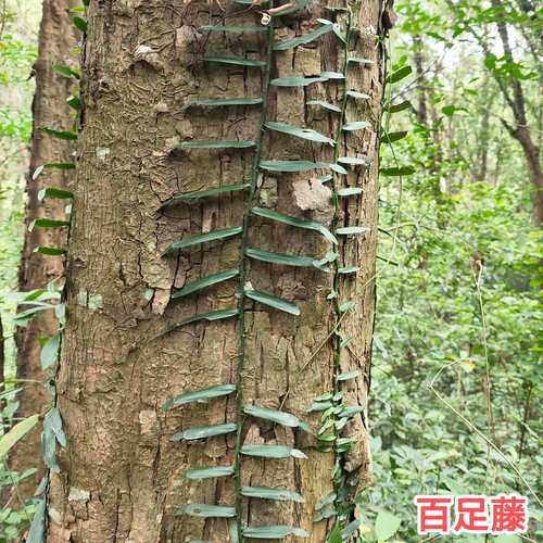 蜈蚣种苗采购指南:科学甄别渠道,确保品种真实与种苗健康 第一步:明确采购需求,科学筛选候选渠道