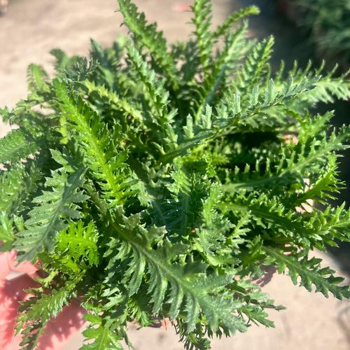 蜈蚣种苗采购指南:科学甄别渠道,确保品种真实与种苗健康 第二步:品种真实性核查与规格匹配度分析