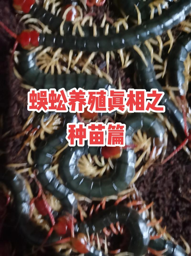 蜈蚣种苗采购指南:科学甄别渠道,确保品种真实与种苗健康 结论:综合评估,谨慎试单