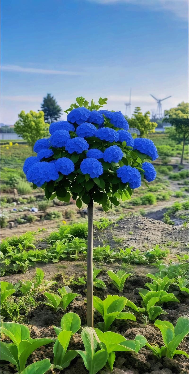 绣球花在哪里种最合适?庭院、阳台还是室内?一篇看懂最佳观赏场景与养护地点 绣球花的品种基础档案