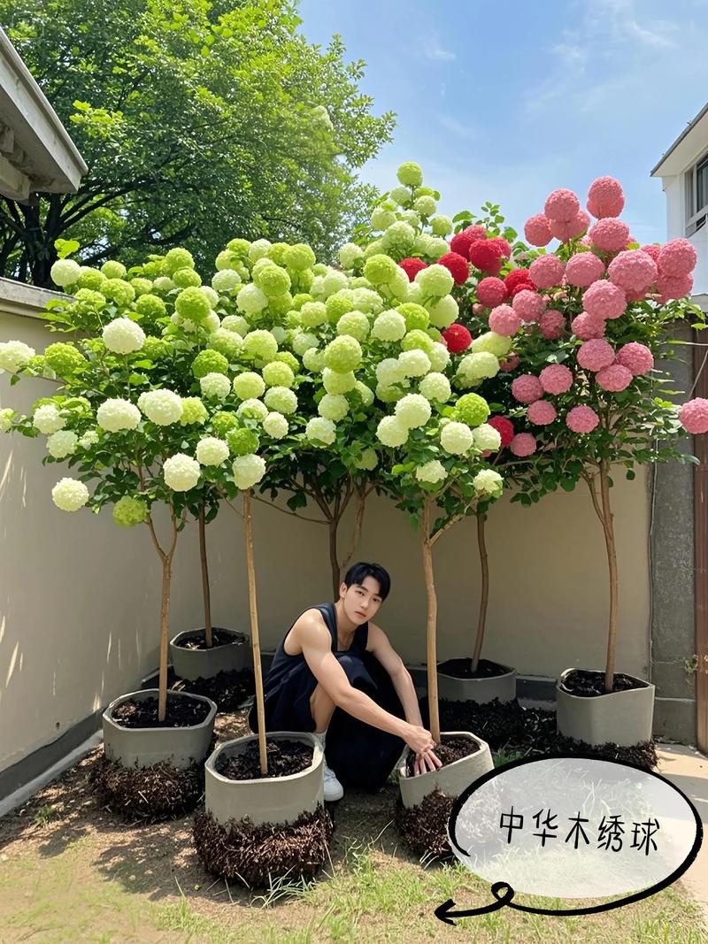 绣球花在哪里种最合适?庭院、阳台还是室内?一篇看懂最佳观赏场景与养护地点 盆栽与地栽选择:绣球花在哪里最合适?