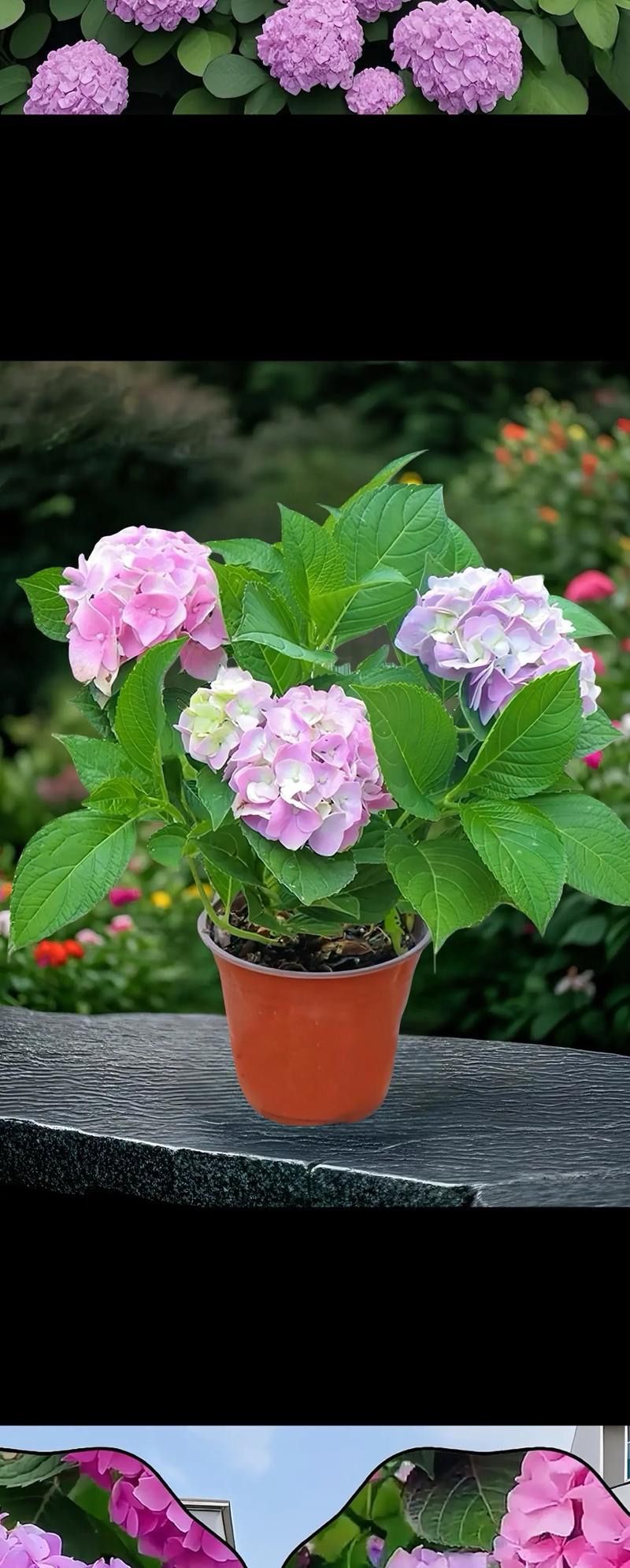 绣球花在哪里种最合适?庭院、阳台还是室内?一篇看懂最佳观赏场景与养护地点 总结:3个核心可执行动作