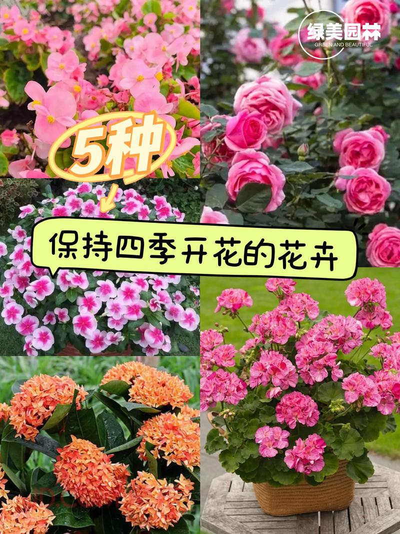 月季四季开花吗?揭秘品种选择与养护技巧,实现全年赏花梦想 影响月季四季开花的关键因素