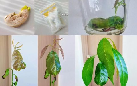 芒果种子发芽种植全指南：从种核到成树的实操步骤