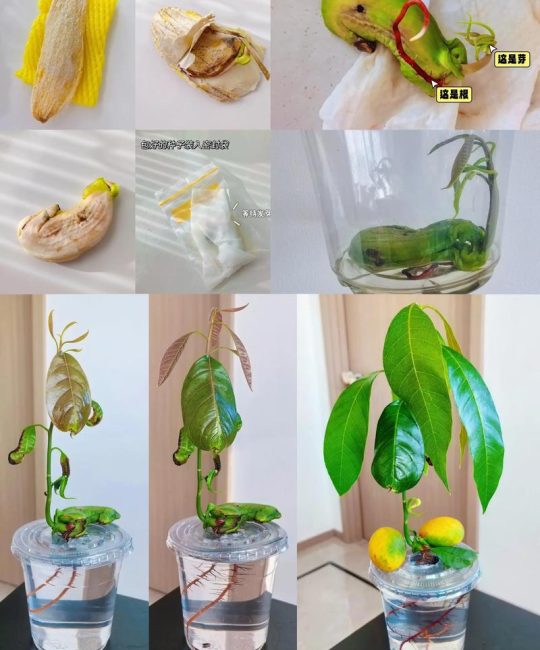 芒果种子发芽种植全指南：从种核到成树的实操步骤