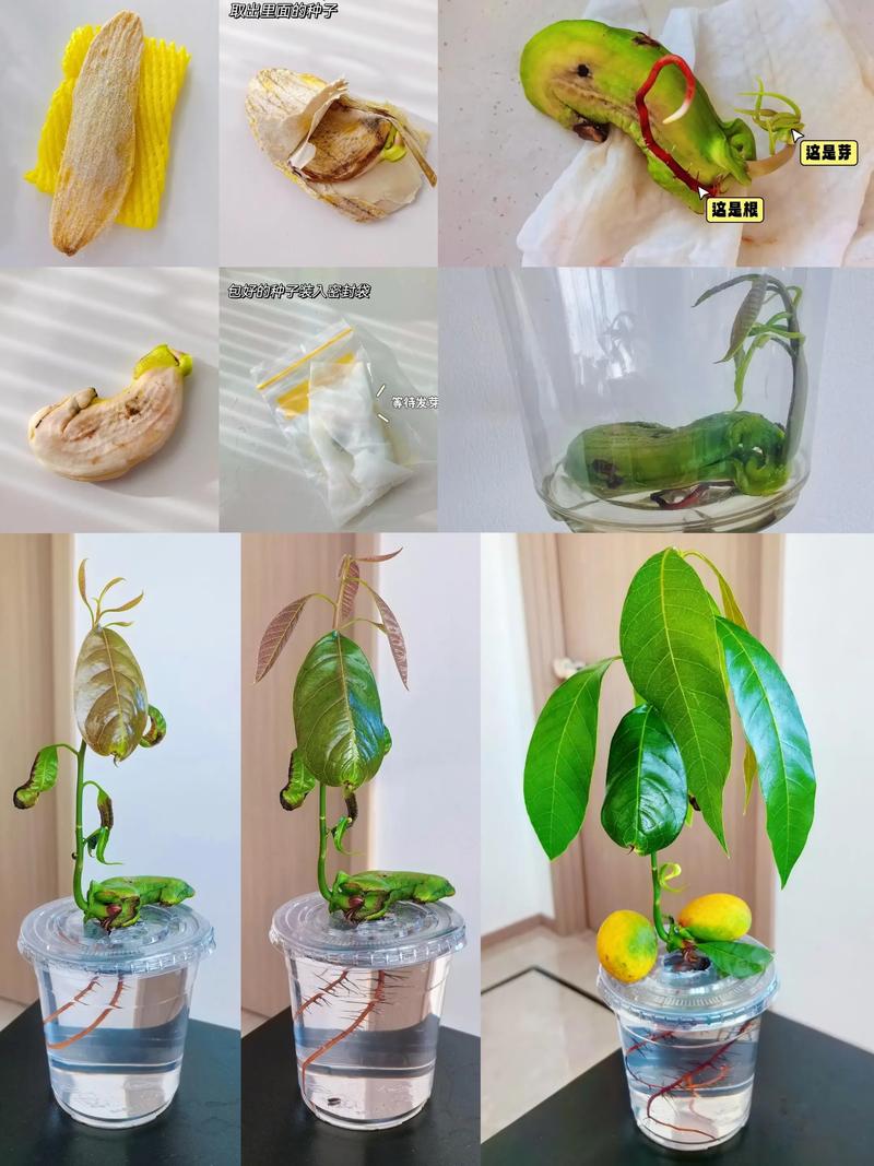 芒果种子发芽种植全指南:从种核到成树的实操步骤 芒果种子发芽种植全指南:从种核到成树的实操步骤