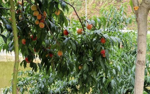 桃树什么时候结果？定植后几年挂果及促花促果全攻略