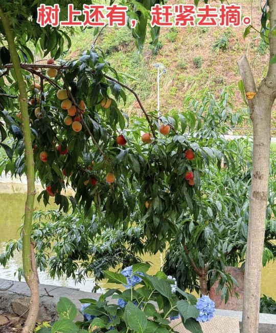 桃树什么时候结果？定植后几年挂果及促花促果全攻略