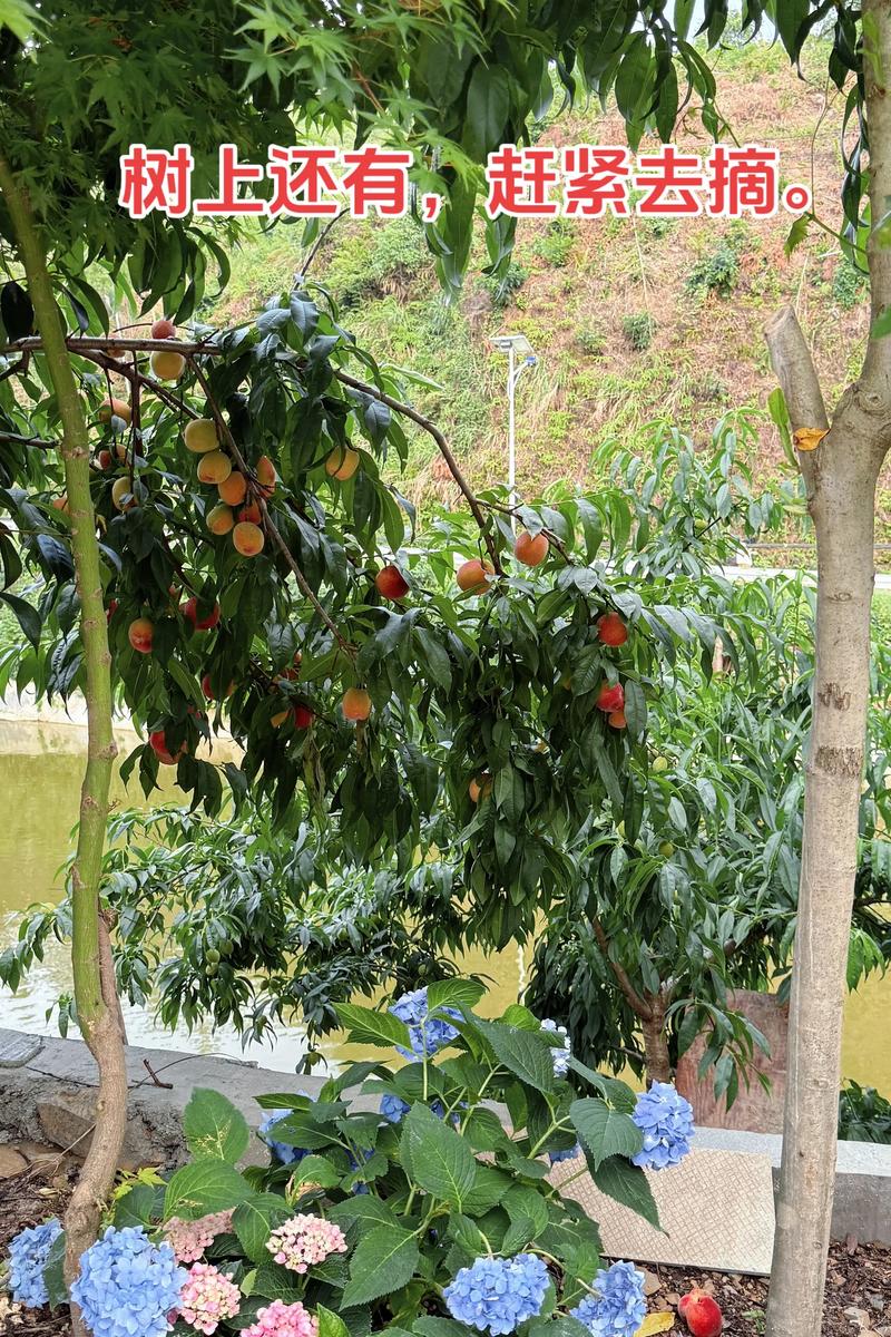 桃树什么时候结果？定植后几年挂果及促花促果全攻略