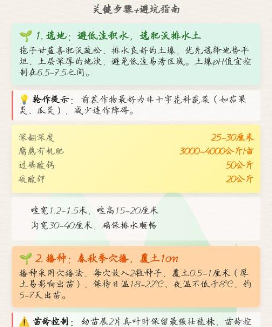 抱子甘蓝的种植方法和时间：从选种到收获的全流程实战指南