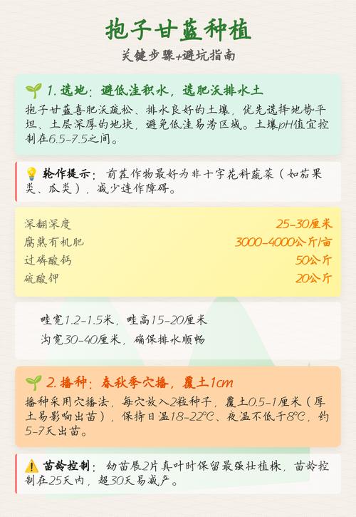 抱子甘蓝的种植方法和时间:从选种到收获的全流程实战指南 抱子甘蓝的种植方法和时间:从选种到收获的全流程实战指南