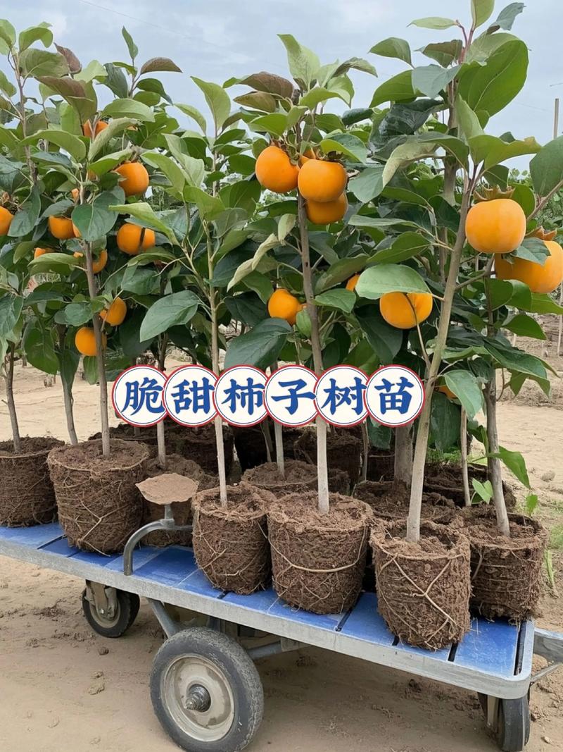 柿子一亩种多少棵苗?栽植密度与规格全解析 栽植密度为何因品种和地形而异?