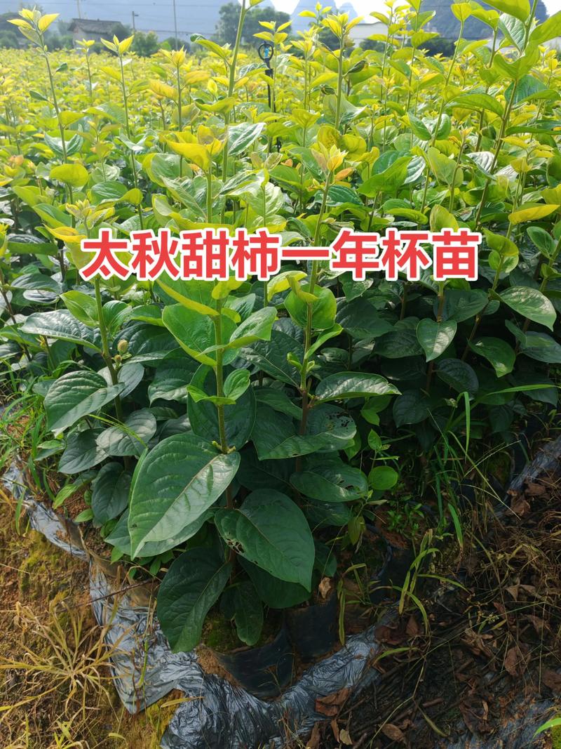柿子一亩种多少棵苗?栽植密度与规格全解析 常见问题解答(FAQ)