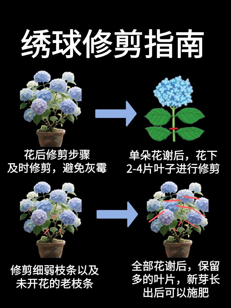 绣球花开后如何修剪?掌握“花后重剪”与“冬剪”技巧,让明年花开爆盆 绣球花开后如何修剪?掌握“花后重剪”与“冬剪”技巧,让明年花开爆盆