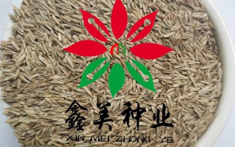 水田种植黑麦草技术指南（附其他适合牧草推荐）