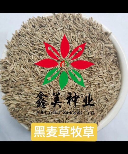 水田种植黑麦草技术指南（附其他适合牧草推荐）