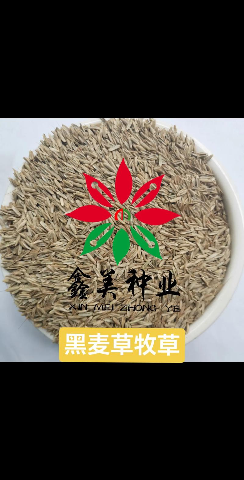 水田种植黑麦草技术指南(附其他适合牧草推荐) 一、适宜时间