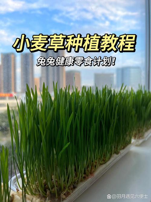 水田种植黑麦草技术指南(附其他适合牧草推荐) 二、土壤环境