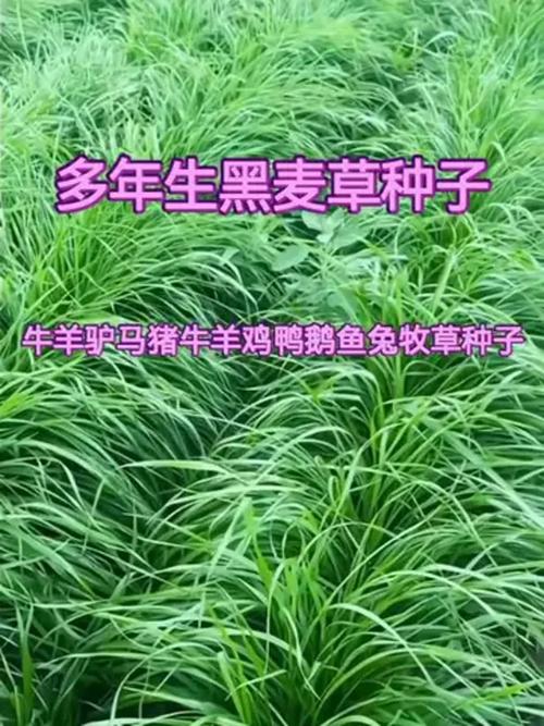 水田种植黑麦草技术指南(附其他适合牧草推荐) 四、播种深度