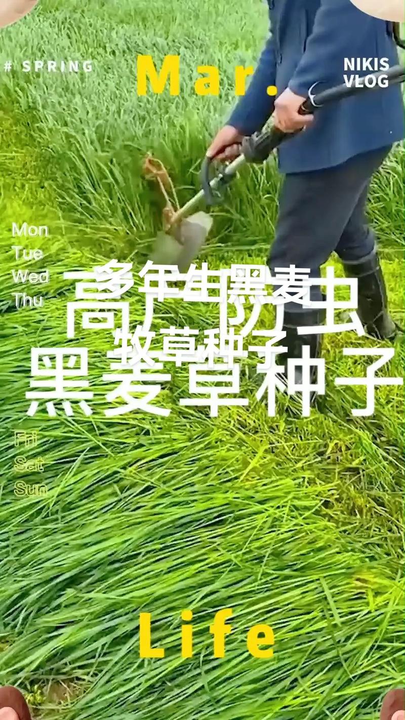 水田种植黑麦草技术指南(附其他适合牧草推荐) 六、缓苗管理(出苗及苗期管理)