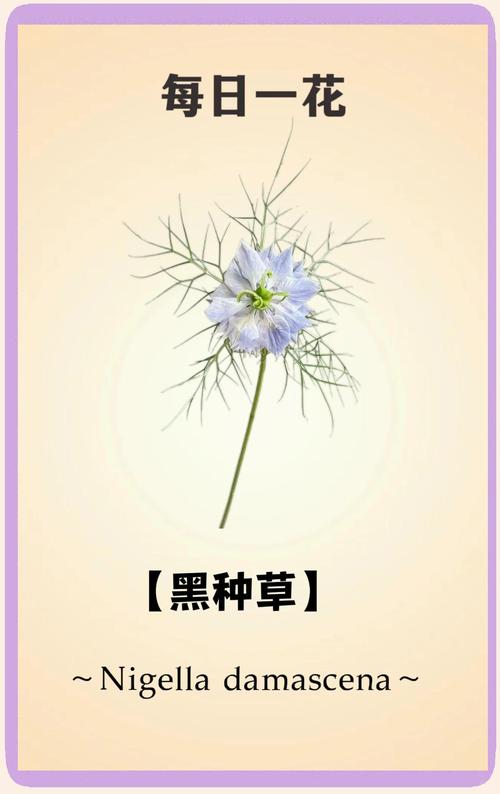 水田种植黑麦草技术指南(附其他适合牧草推荐) 七、成活注意事项