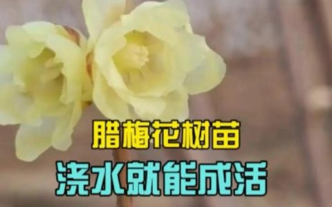 梅花夏天怎么养护？做好这几点，来年花满枝头