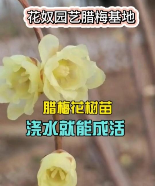 梅花夏天怎么养护？做好这几点，来年花满枝头