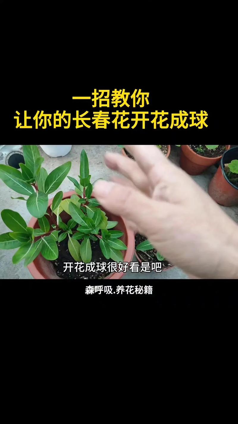 梅花夏天怎么养护?做好这几点,来年花满枝头 光照:充足直射光照,但需避免盆栽暴晒过度