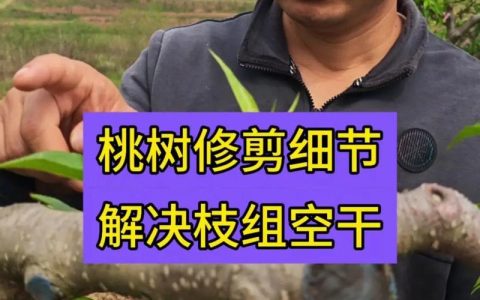 桃树开花期能修剪吗？花期修剪的风险与安全操作指南