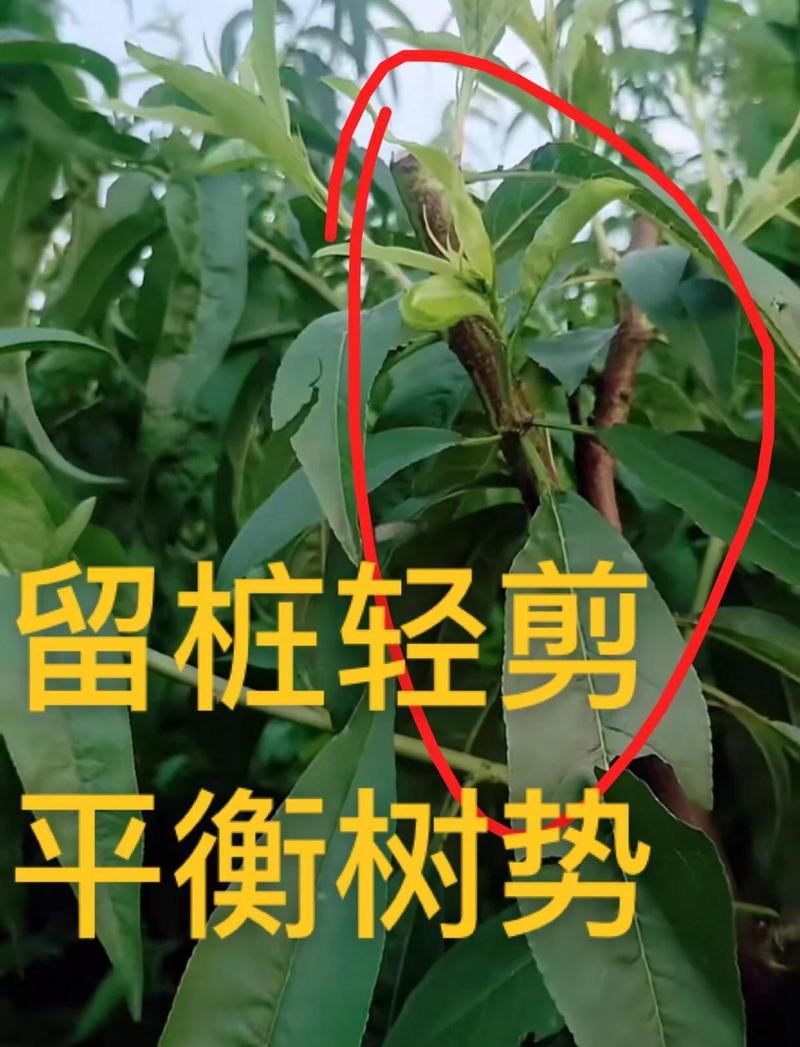 桃树开花期能修剪吗?花期修剪的风险与安全操作指南 常见问题